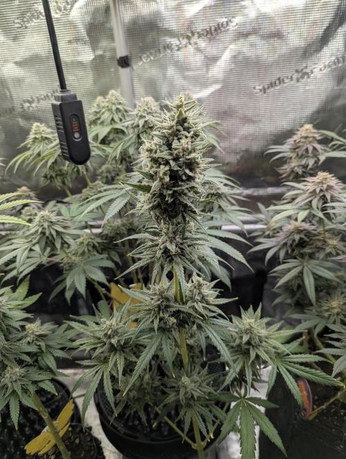 Toad Venum Auto - Growers Choice. Week 7