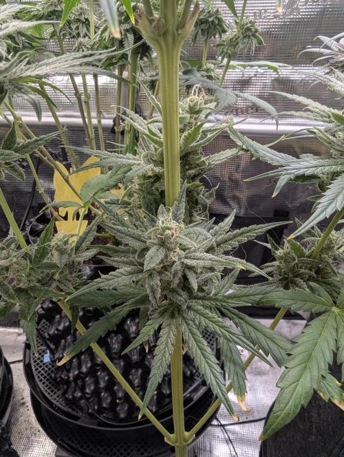 Toad Venum Auto - Growers Choice. Week 7
