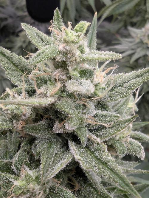 Toad Venum Auto - Growers Choice. Week 7