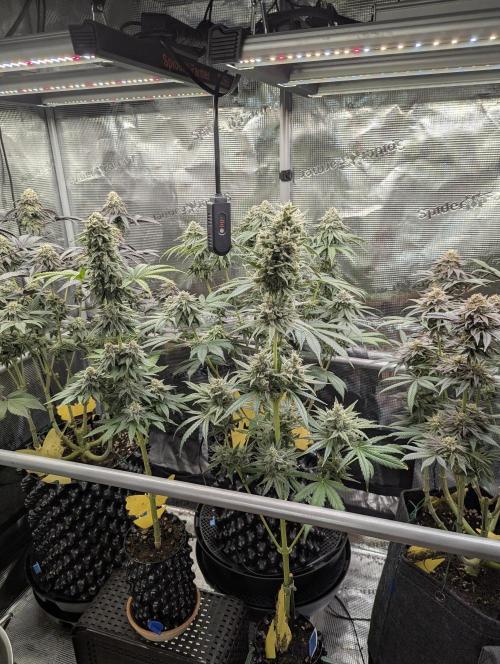 Toad Venum Auto - Growers Choice. Week 7