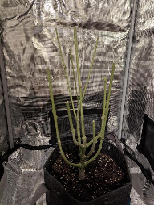 ZkyscraperZ - N.Y.Ceeds. Week 13