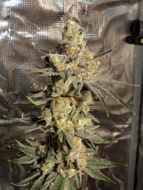 ZkyscraperZ - N.Y.Ceeds. Week 13