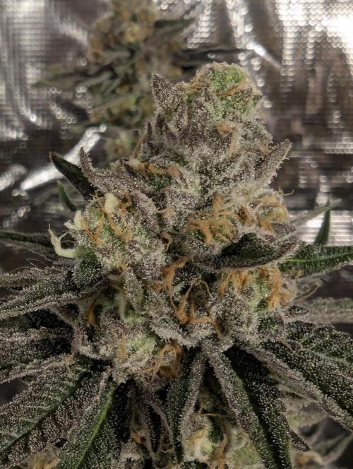 ZkyscraperZ - N.Y.Ceeds. Week 13