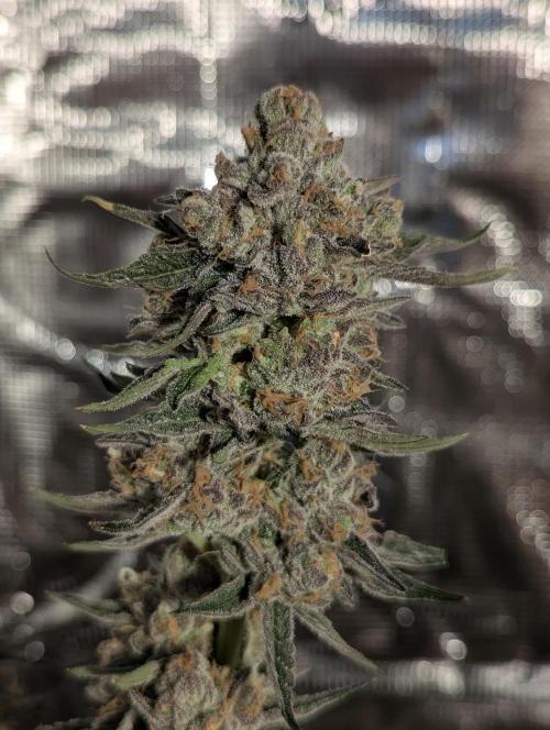 ZkyscraperZ - N.Y.Ceeds. Week 13