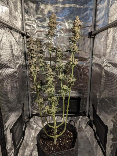 ZkyscraperZ - N.Y.Ceeds. Week 13