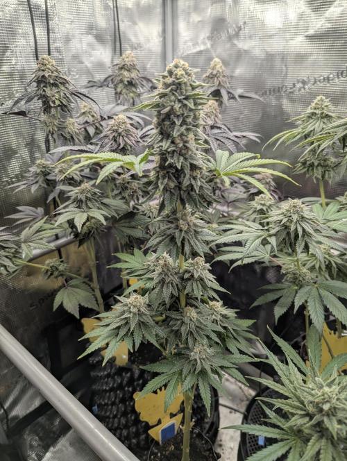 Mental Rainbow FF - Sweet Seeds. Week 10