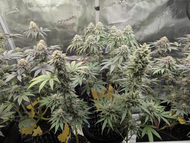 Mental Rainbow FF - Sweet Seeds. Week 10
