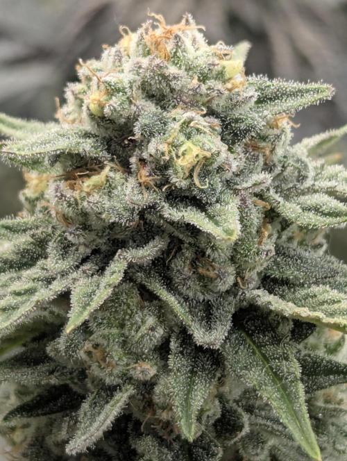 Mental Rainbow FF - Sweet Seeds. Week 10