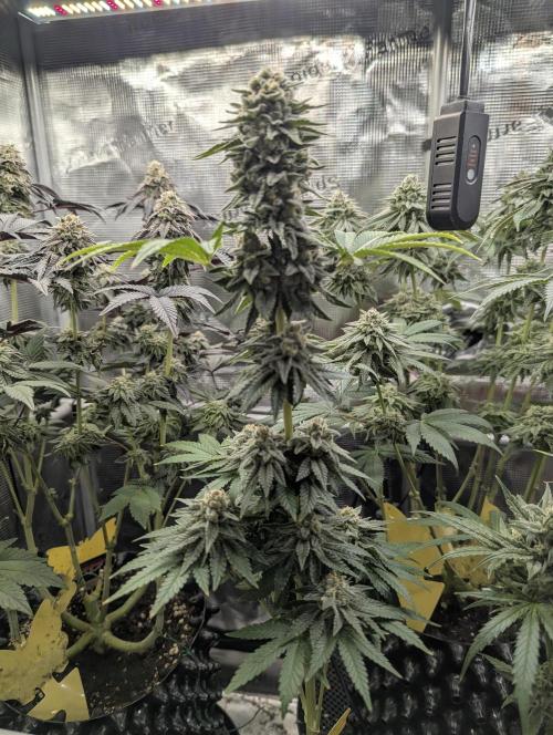 Mental Rainbow FF - Sweet Seeds. Week 10