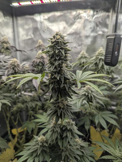 Mental Rainbow FF - Sweet Seeds. Week 10