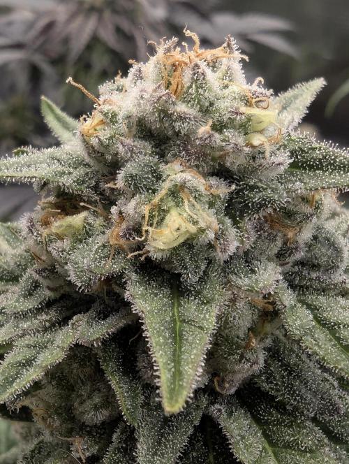 Mental Rainbow FF - Sweet Seeds. Week 10