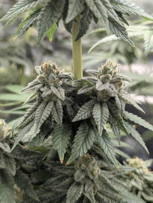 Mental Rainbow FF - Sweet Seeds. Week 10