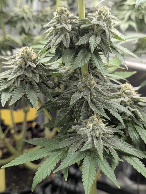 Mental Rainbow FF - Sweet Seeds. Week 10