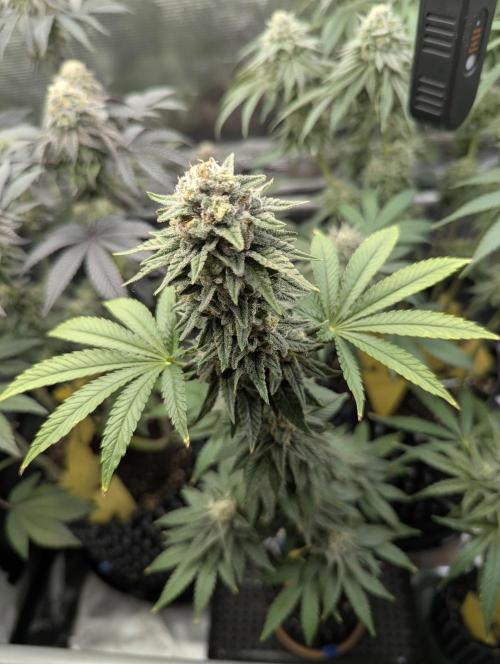 Mental Rainbow FF - Sweet Seeds. Week 10