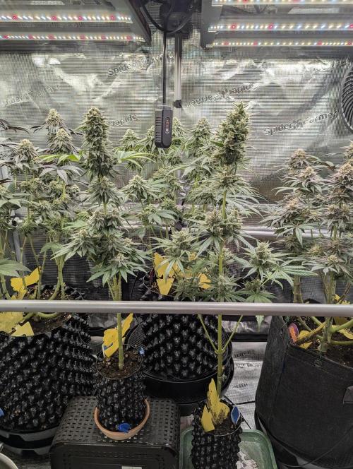 Mental Rainbow F1 Fast Version. Week 10