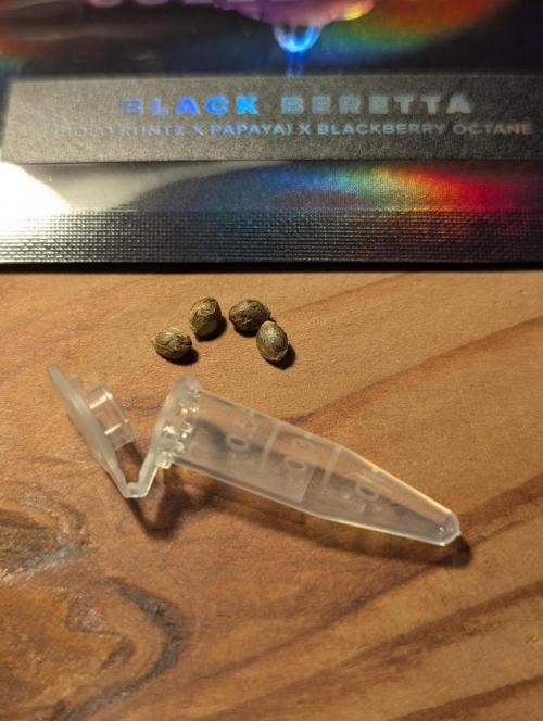 Black Beretta - Cipher Genetics. Week 0