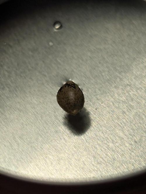 New Money - Compound Genetics. Week 0