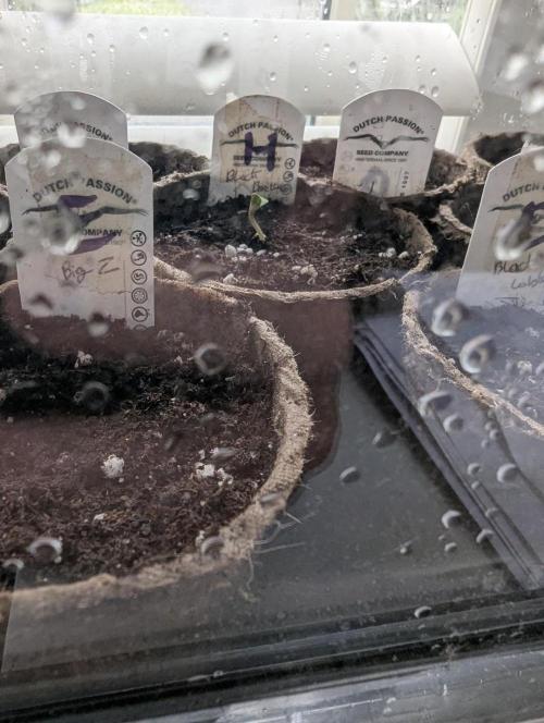 Black Beretta - Cipher Genetics. Week 0