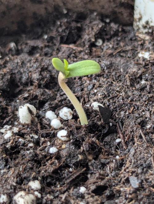 Black Beretta - Cipher Genetics. Week 0