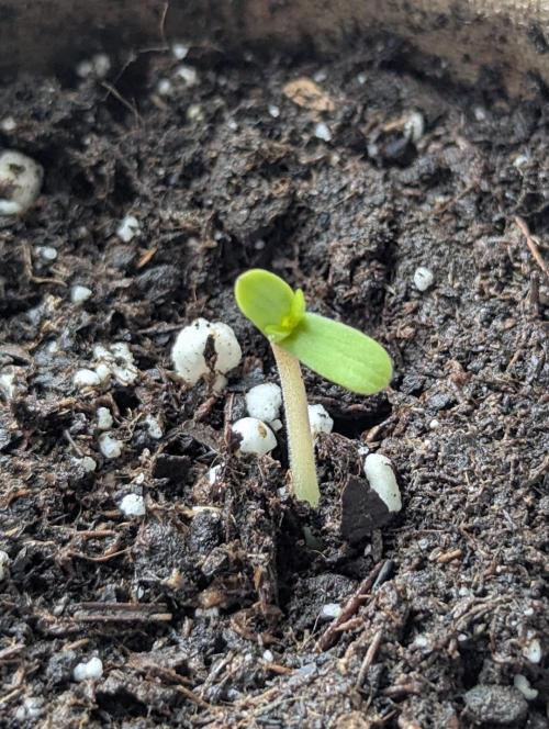 Black Beretta - Cipher Genetics. Week 0