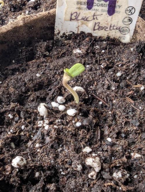 Black Beretta - Cipher Genetics. Week 0
