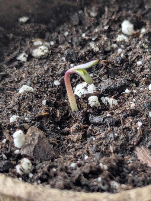 New Money - Compound Genetics. Week 0