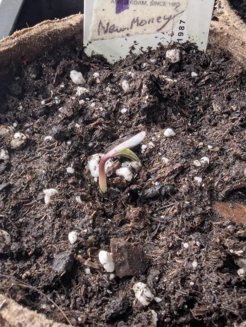 New Money - Compound Genetics. Week 0