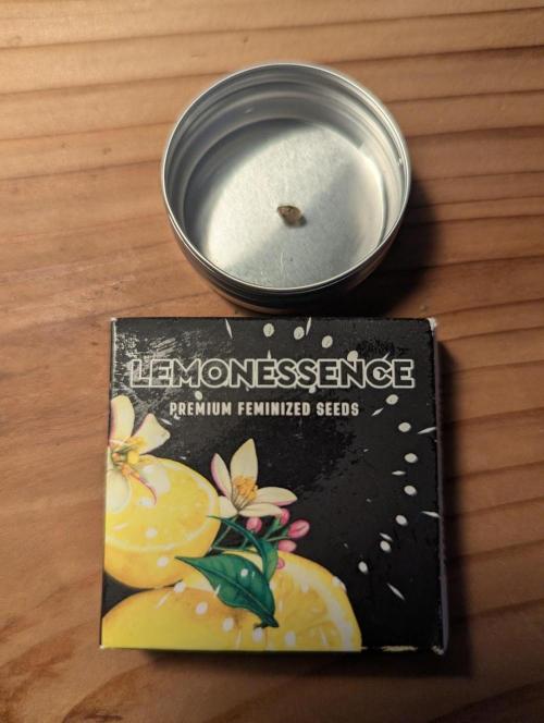 Lemonessence - Doja. Week 0