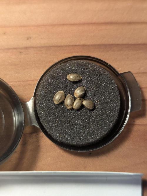 Lemonessence - Doja. Week 0