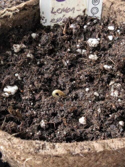 Lemonessence - Doja. Week 0
