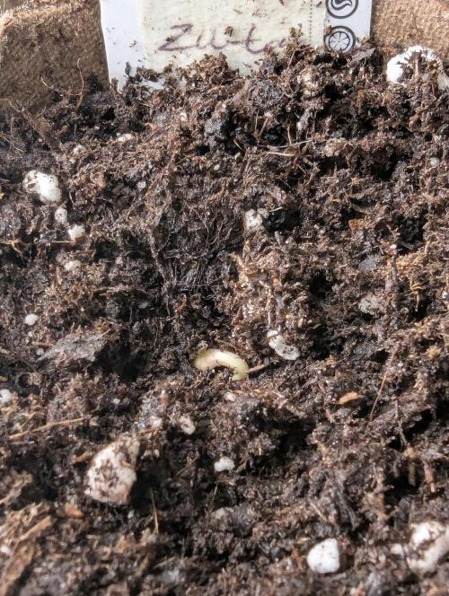 Zu-Tang Clan - N.Y.Ceeds. Week 0