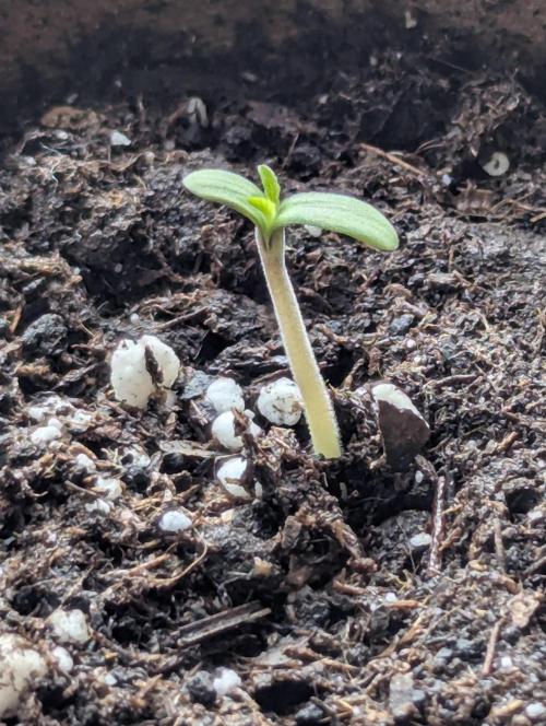 Black Beretta - Cipher Genetics. Week 0