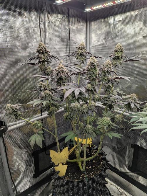 Potion - Wizard Trees. Week 12