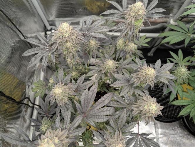 Potion - Wizard Trees. Week 12