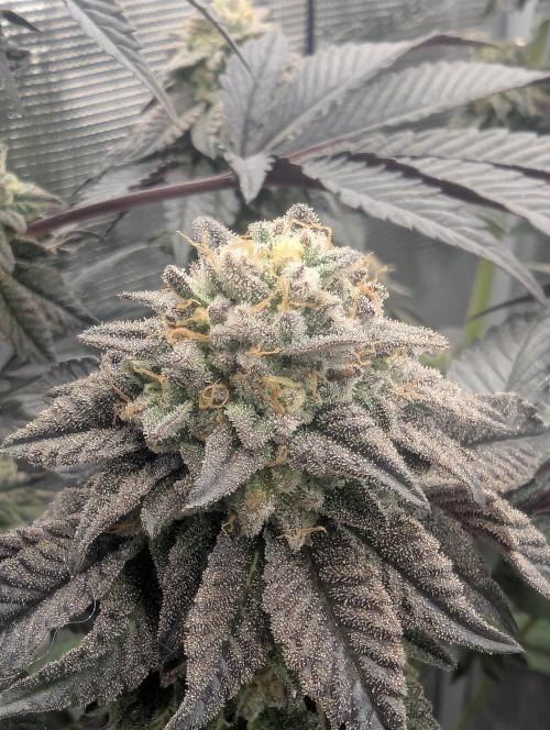 Potion - Wizard Trees. Week 12