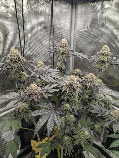Potion - Wizard Trees. Week 12