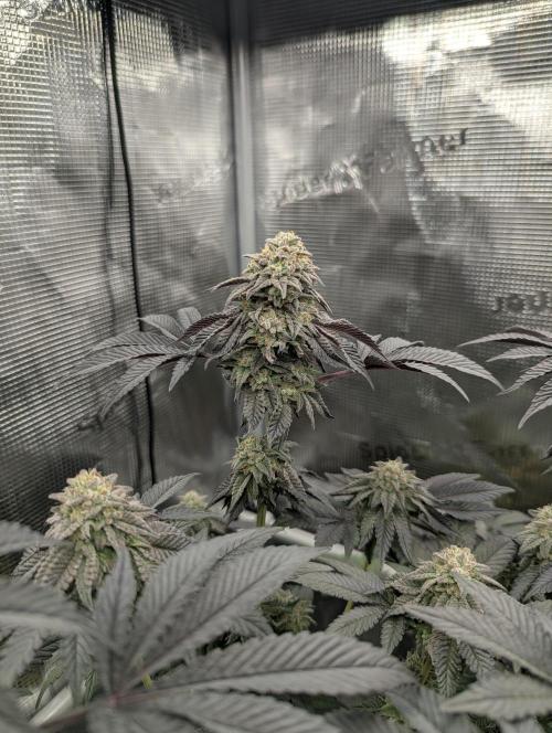 Potion - Wizard Trees. Week 12