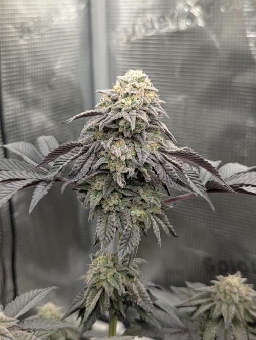 Potion - Wizard Trees. Week 12