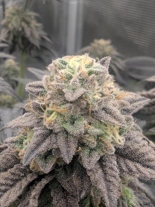 Potion - Wizard Trees. Week 12