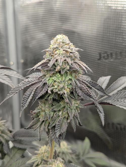 Potion - Wizard Trees. Week 12