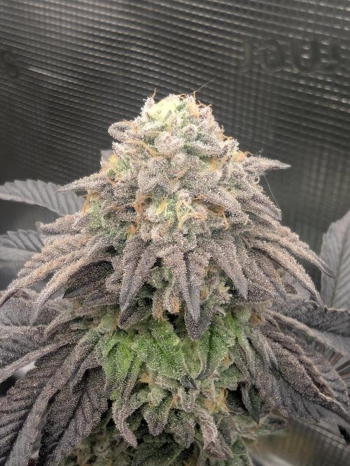 Potion - Wizard Trees. Week 12
