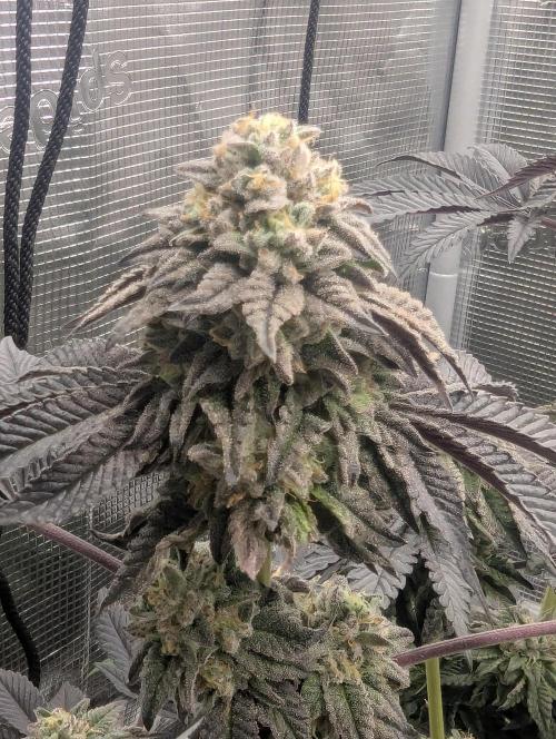 Potion - Wizard Trees. Week 12