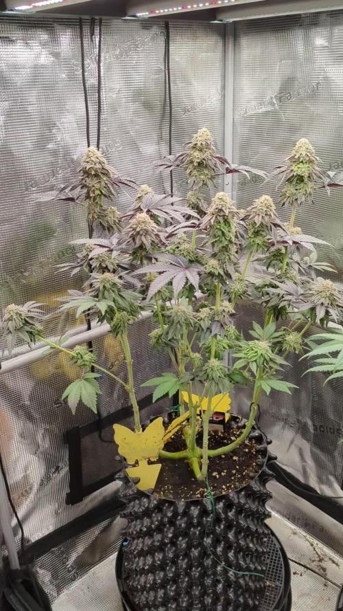 Potion - Wizard Trees
