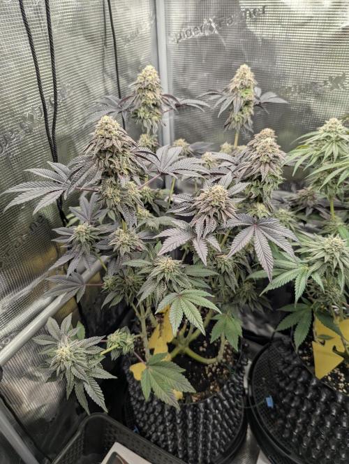 Grow Tent 3x3x6 (90cm x 90cm x 180cm). Week 12