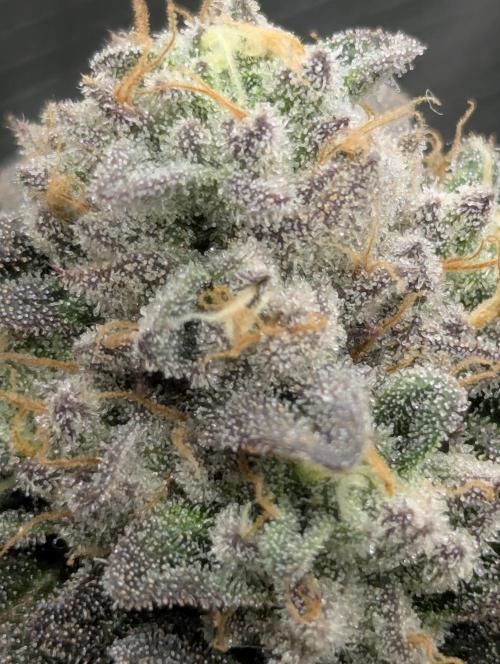 Potion - Wizard Trees. Week 12