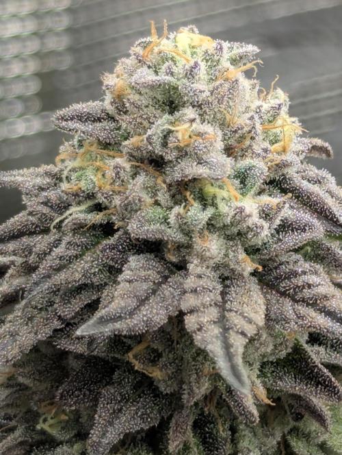 Potion - Wizard Trees. Week 12