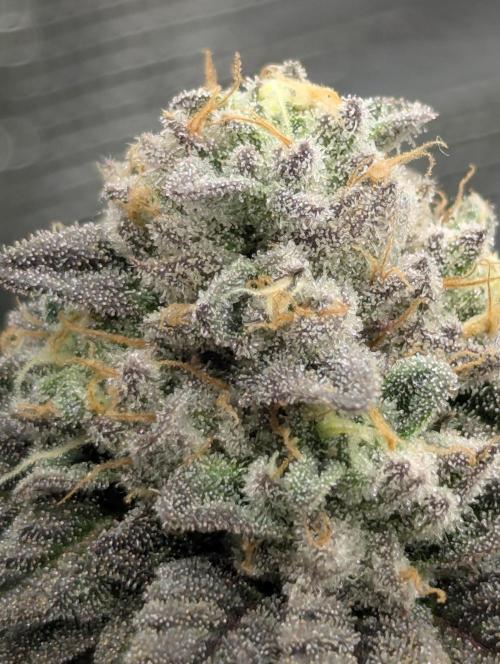 Potion - Wizard Trees. Week 12