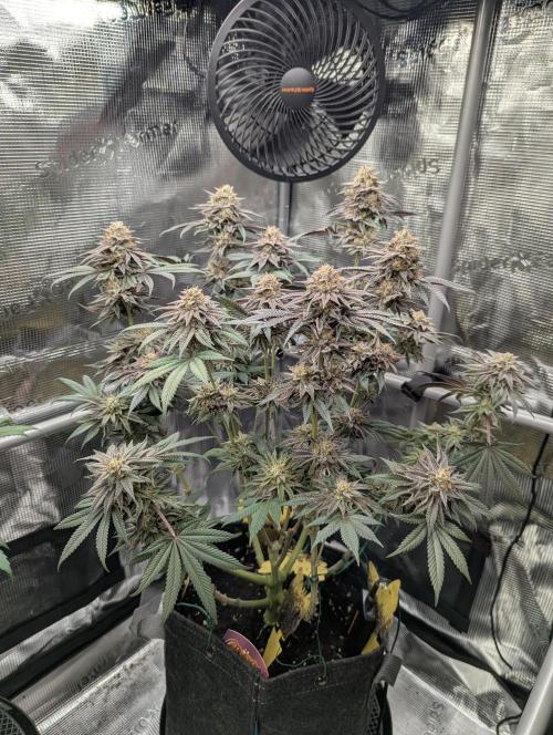 Grand Prixx - Wizard Trees. Week 12