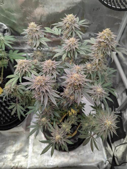 Grand Prixx - Wizard Trees. Week 12