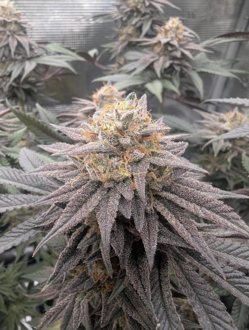 Grand Prixx - Wizard Trees. Week 12